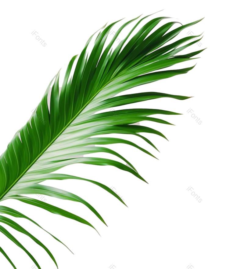 叶子图片,白色背景元素,自然PNG,灰色背景免抠素材